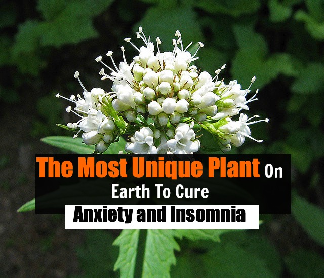 How to Use Valerian To Cure Anxiety And Insomnia