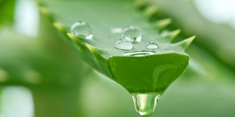 The Aloe Vera Miracle: A Potent Medicine for Cancer, Cholesterol, Inflammation, and more