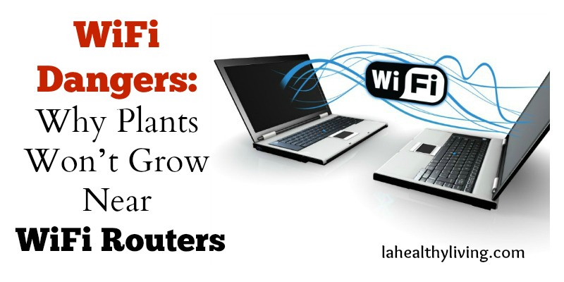 WiFi Dangers: Why Plants Won’t Grow Near WiFi Routers