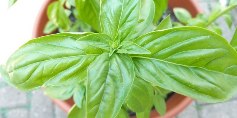 Basil Essential Oil Treatment for Ear infections is Superior to Antibiotic Treatment 